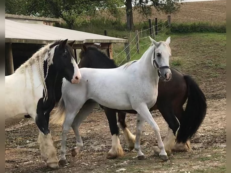 Arabian horses Gelding 18 years 15,1 hh Gray-Fleabitten in Neumarkt