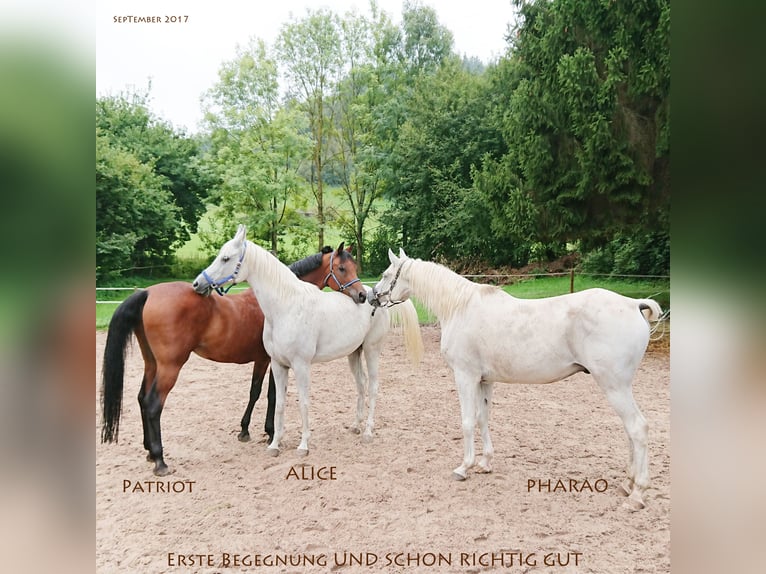 Arabian horses Gelding 18 years 15,2 hh Brown in Gaildorf