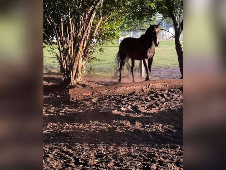 Arabian horses Gelding 18 years 16 hh Brown in Fintel
