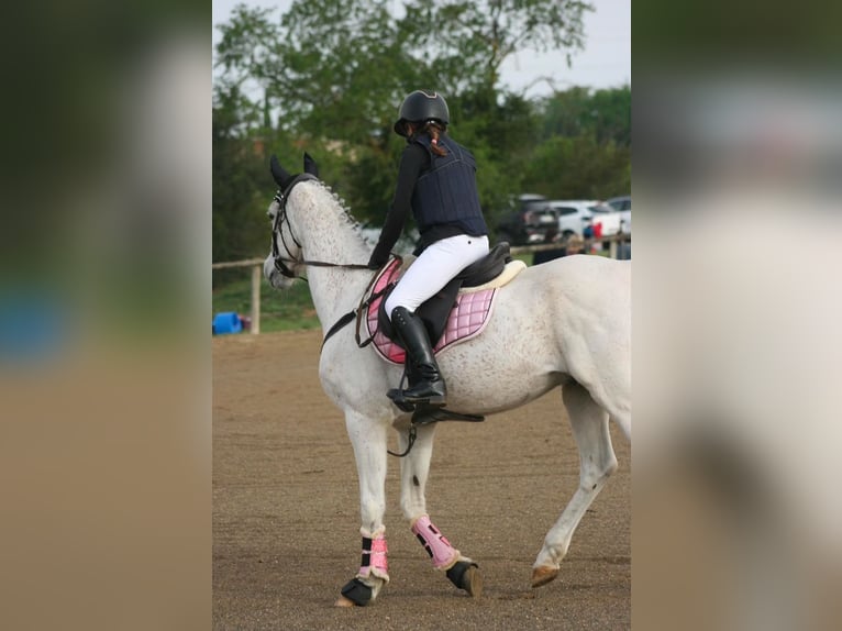 Arabian horses Gelding 19 years 14,2 hh Gray in Santa Susanna