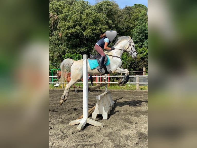 Arabian horses Gelding 19 years 14,2 hh Gray in Santa Susanna