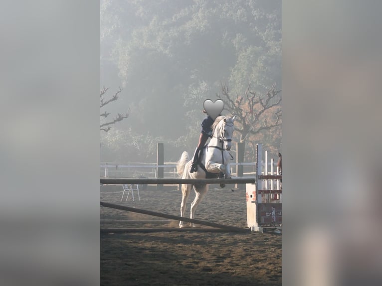 Arabian horses Gelding 19 years 14,2 hh Gray in Santa Susanna