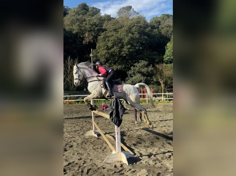 Arabian horses Gelding 19 years 14,2 hh Gray in Santa Susanna