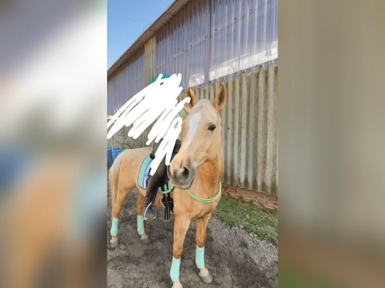 Arabian horses Mix Gelding 19 years 15.2 hh Palomino in Oldenburg