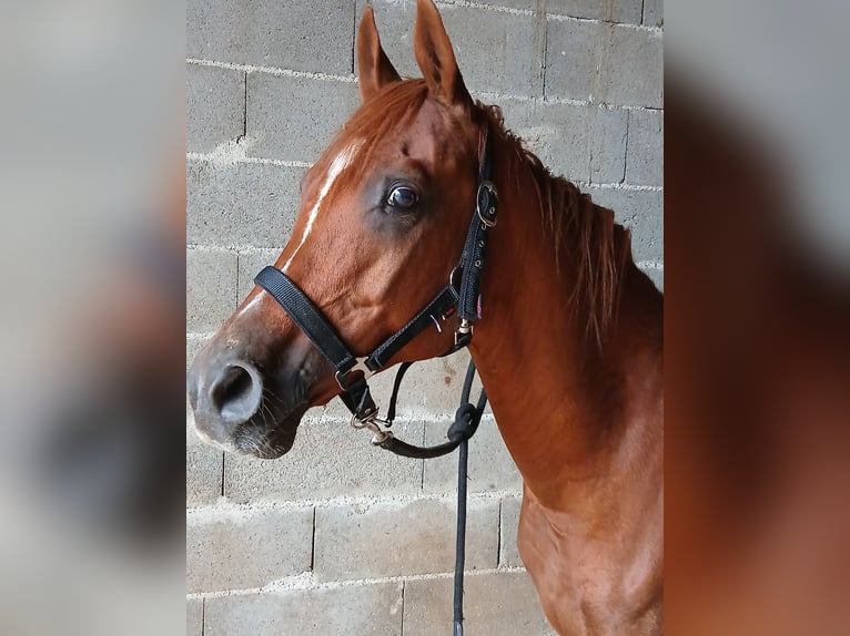 Arabian horses Gelding 19 years 15 hh Chestnut-Red in Vienne FRANCE