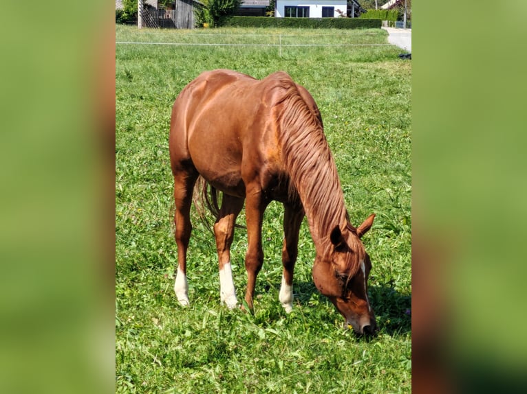 Arabian horses Gelding 19 years 15 hh Chestnut-Red in Vienne FRANCE