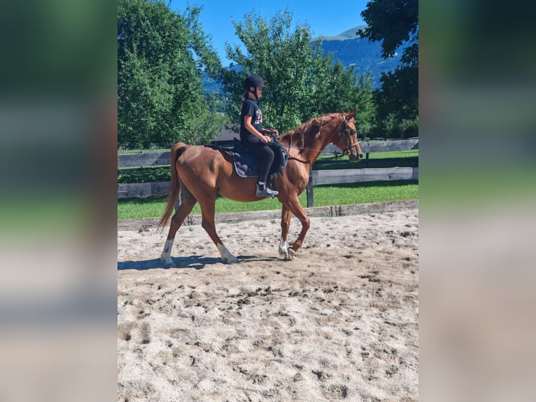 Arabian horses Gelding 19 years 15 hh Chestnut-Red in Vienne FRANCE