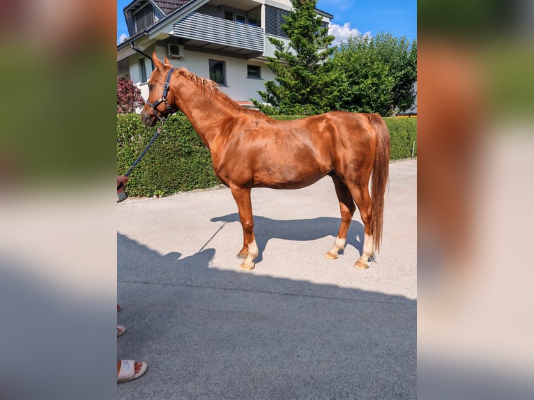 Arabian horses Gelding 19 years 15 hh Chestnut-Red in Vienne FRANCE