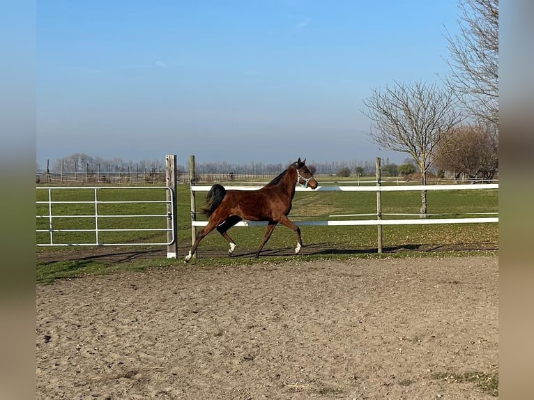 Arabian horses Gelding 1 year 15,1 hh Brown in Reisenberg