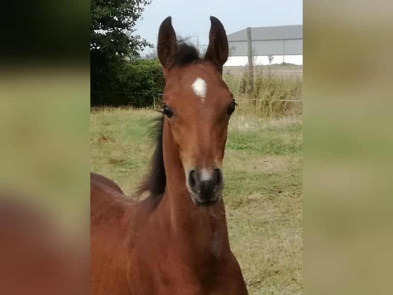 Arabian horses Gelding 1 year 15,1 hh Brown in Reisenberg