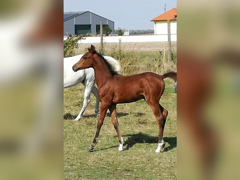 Arabian horses Gelding 1 year 15,1 hh Brown in Reisenberg