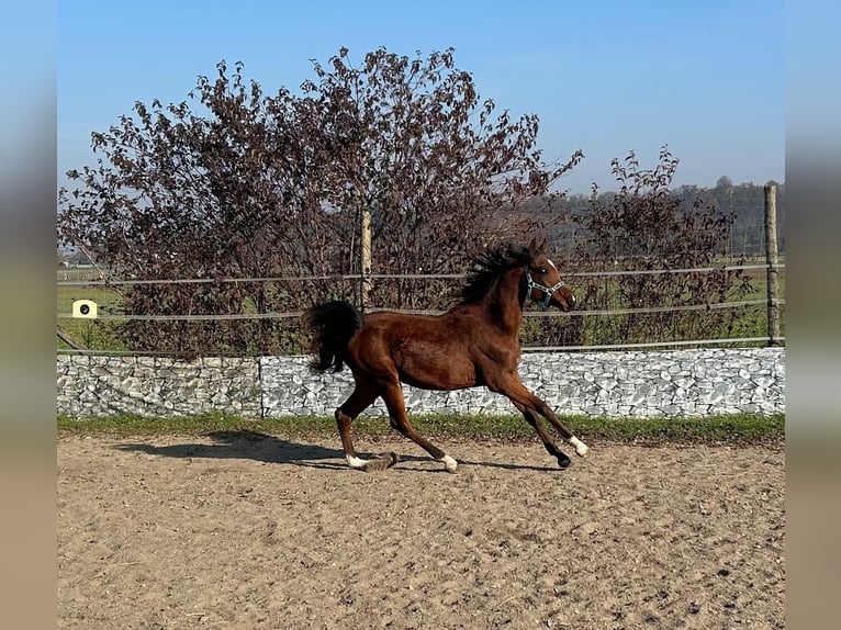 Arabian horses Gelding 1 year 15,1 hh Brown in Reisenberg