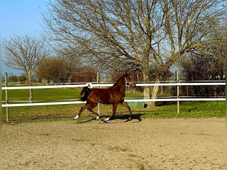 Arabian horses Gelding 1 year 15,1 hh Brown in Reisenberg