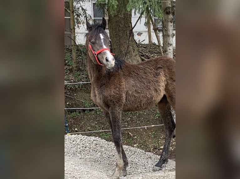 Arabian horses Gelding 1 year 15,1 hh Gray in Reutlingen