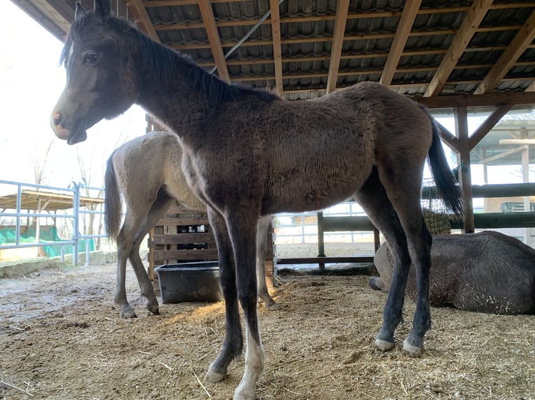 Arabian horses Gelding 1 year 15,1 hh Gray in Reutlingen