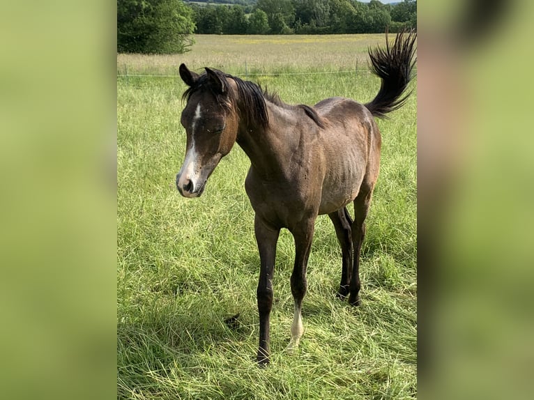 Arabian horses Gelding 1 year 15,1 hh Gray in Reutlingen