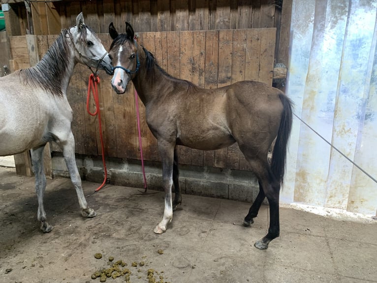 Arabian horses Gelding 1 year 15,1 hh Gray in Reutlingen