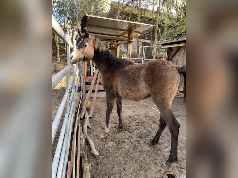 Arabian horses Gelding 1 year 15,1 hh Gray in Reutlingen