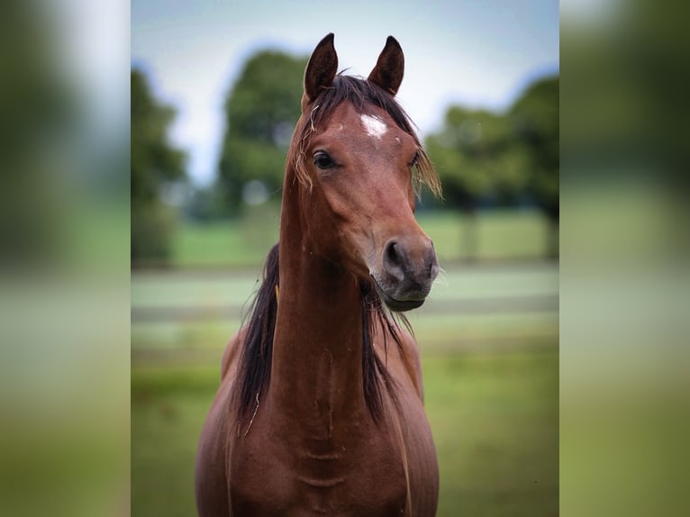 Arabian horses Gelding 1 year 15.2 hh Bay-Dark in Pastetten