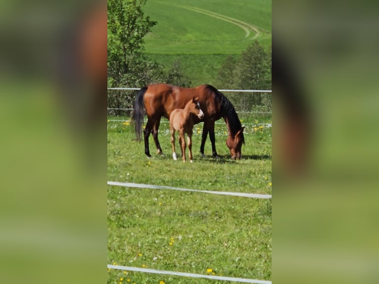 Arabian horses Gelding 1 year 15,2 hh Chestnut-Red in Harzgerode