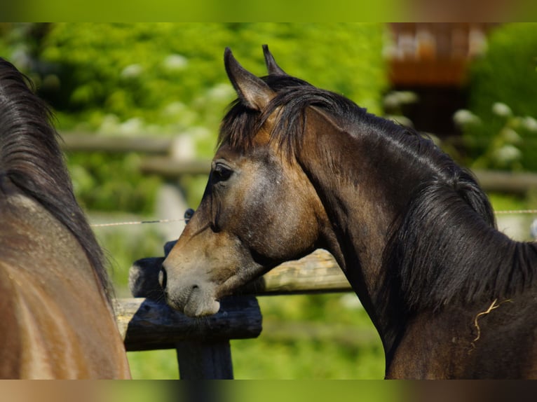 Arabian horses Gelding 1 year 15 hh Gray in Ammerbuch