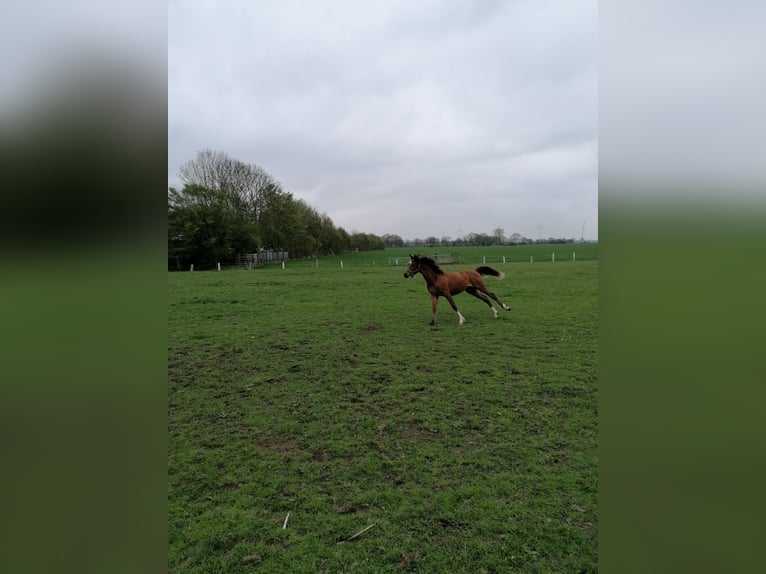 Arabian horses Gelding 1 year 15,2 hh Brown in Loxstedt