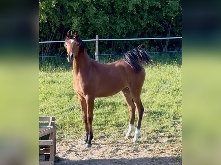 Arabian horses Gelding 1 year Brown in Le Mans