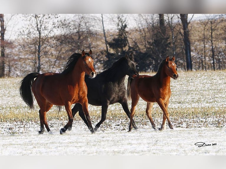 Arabian horses Gelding 1 year Brown in Ried im Traunkreis
