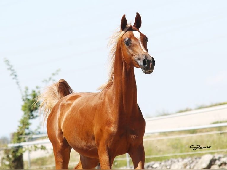 Arabian horses Gelding 1 year Chestnut-Red in Wallsee