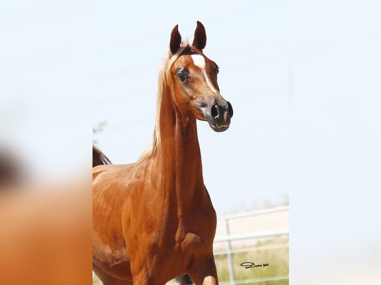 Arabian horses Gelding 1 year Chestnut-Red in Wallsee