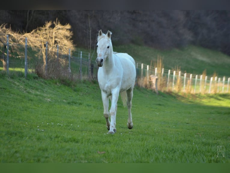 Arabian horses Gelding 20 years 14,3 hh Gray in Innsbruck