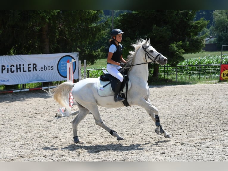 Arabian horses Gelding 20 years 14,3 hh Gray in Innsbruck