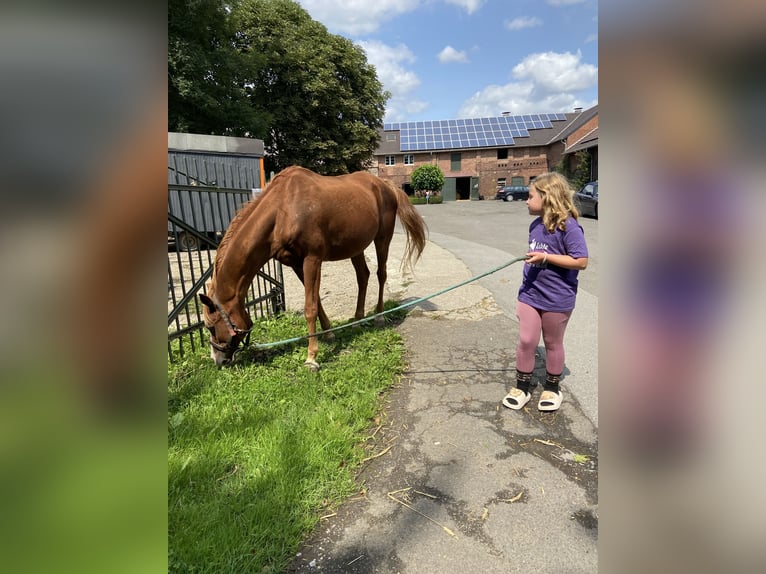 Arabian horses Gelding 21 years 14,2 hh Chestnut-Red in Fr&#xF6;ndenberg