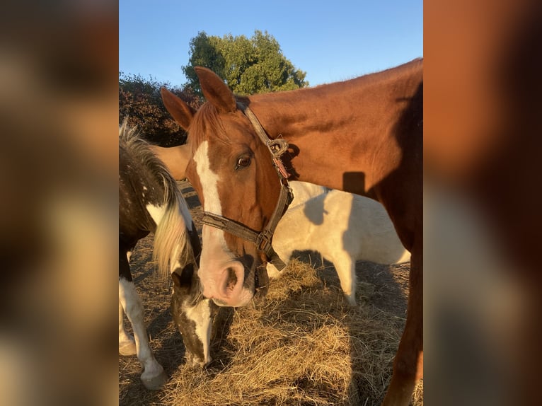 Arabian horses Gelding 21 years 14,2 hh Chestnut-Red in Fr&#xF6;ndenberg