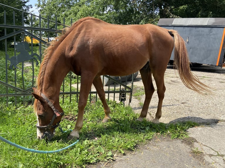 Arabian horses Gelding 21 years 14,2 hh Chestnut-Red in Fr&#xF6;ndenberg