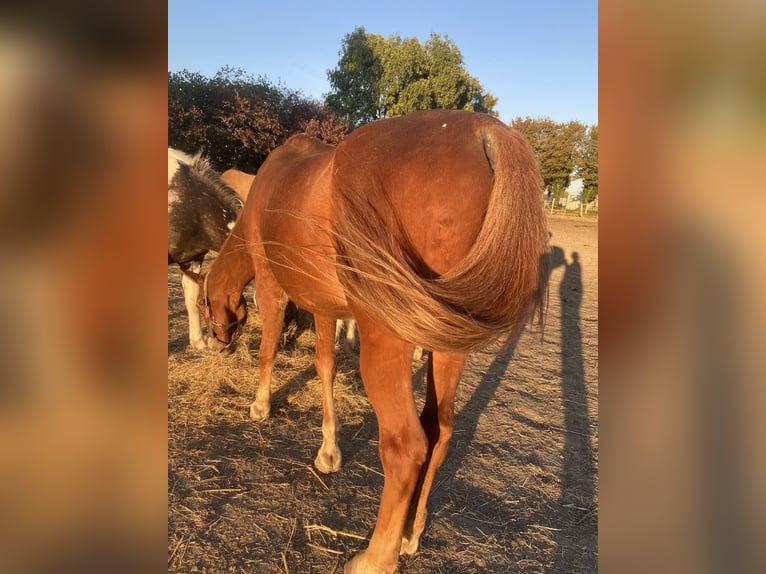 Arabian horses Gelding 21 years 14,2 hh Chestnut-Red in Fr&#xF6;ndenberg