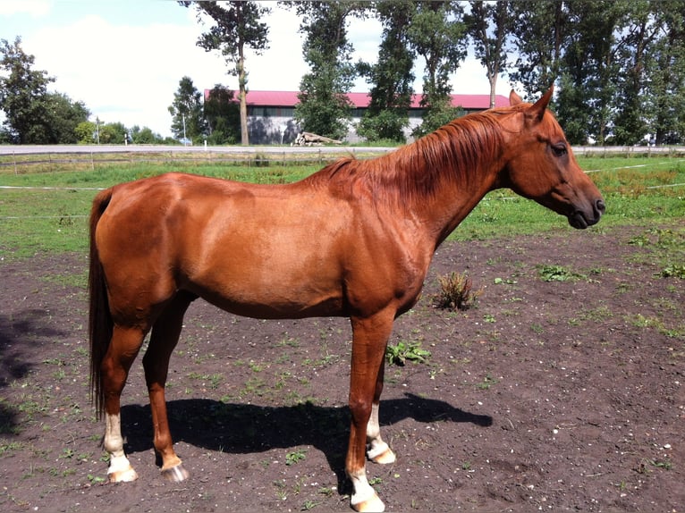 Arabian horses Gelding 21 years 14,3 hh Chestnut-Red in Altheim