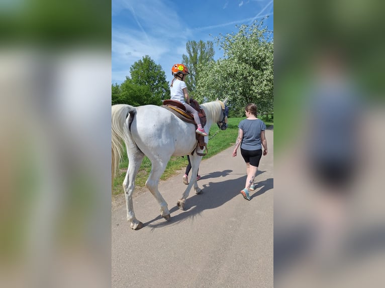 Arabian horses Gelding 21 years 15.2 hh Grey in Freiburg im Breisgau