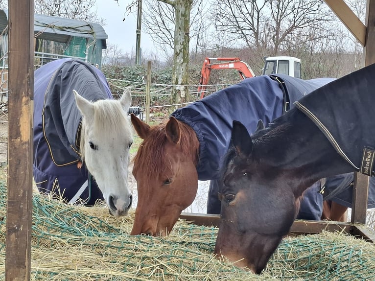 Arabian horses Gelding 21 years 15.2 hh Grey in Freiburg im Breisgau