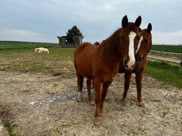 Arabian horses Gelding 21 years 15,3 hh Chestnut-Red in Willingshausen