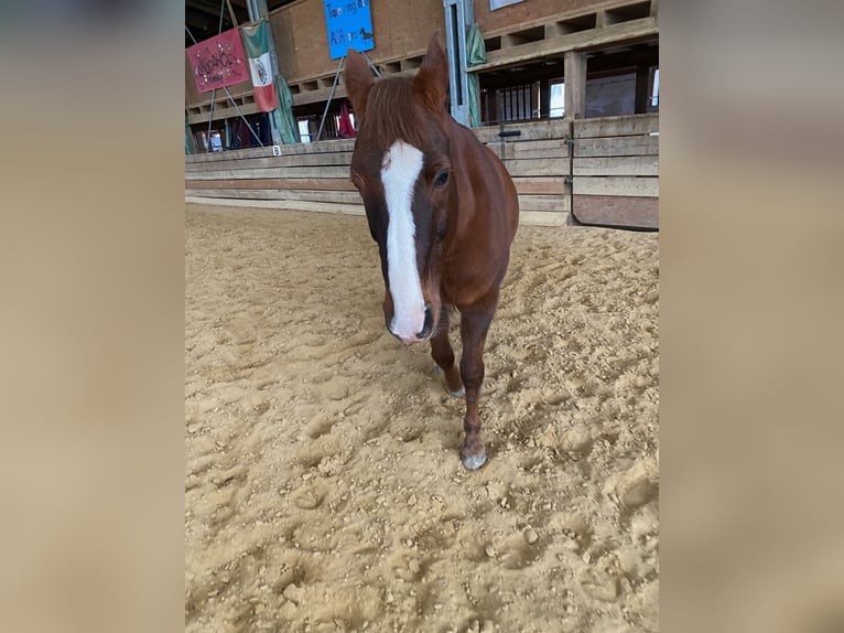 Arabian horses Gelding 21 years 15,3 hh Chestnut-Red in Willingshausen