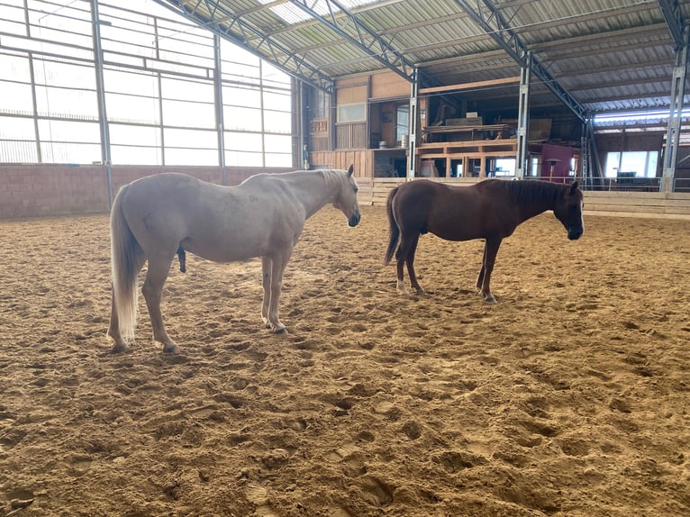 Arabian horses Gelding 21 years 15,3 hh Chestnut-Red in Willingshausen