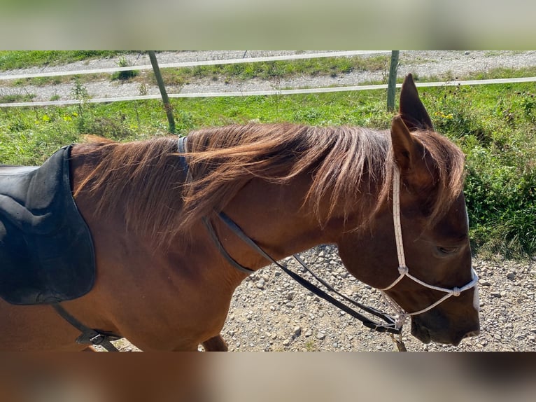 Arabian horses Gelding 21 years 15,3 hh Chestnut-Red in Willingshausen