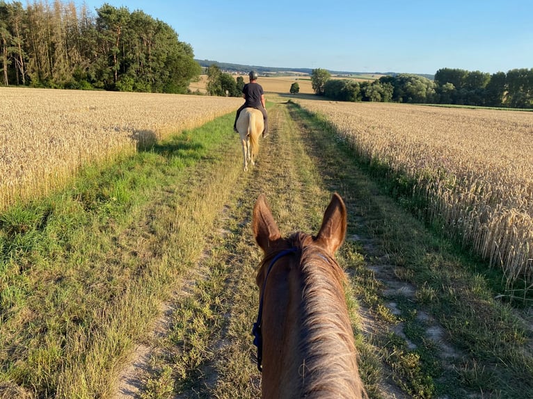 Arabian horses Gelding 21 years 15,3 hh Chestnut-Red in Willingshausen