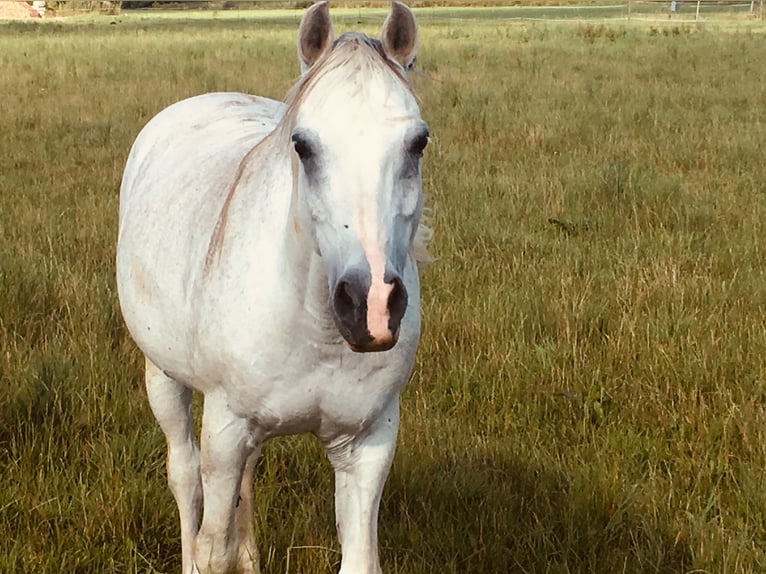 Arabian horses Mix Gelding 22 years 14,1 hh Grey in Pfaffenhofen an der Roth