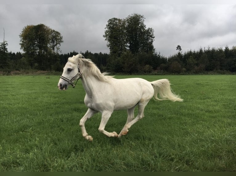Arabian horses Mix Gelding 22 years 14,1 hh Grey in Pfaffenhofen an der Roth