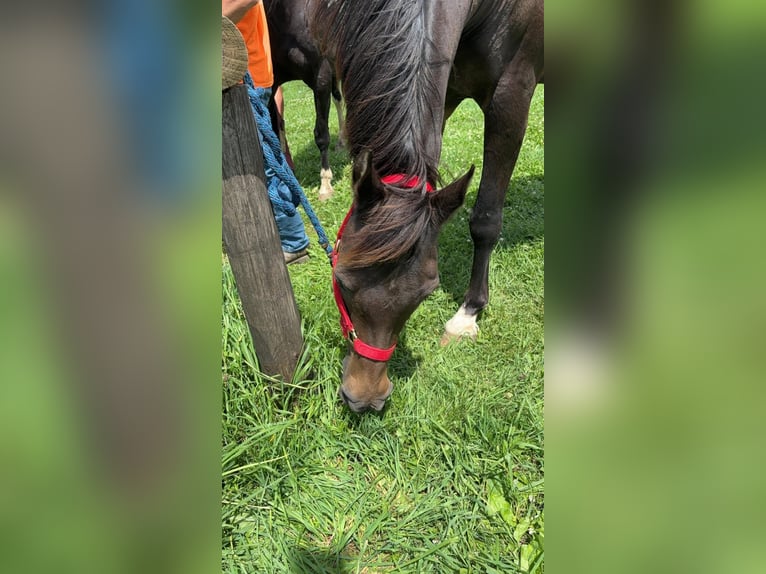 Arabian horses Mix Gelding 23 years 15 hh Brown in Fort Worth Texas