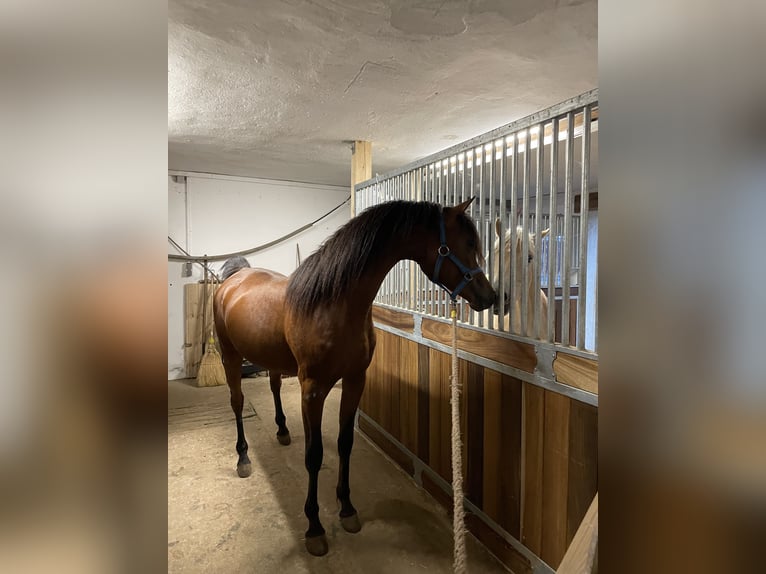 Arabian horses Gelding 2 years 14,2 hh Brown in Leutershausen