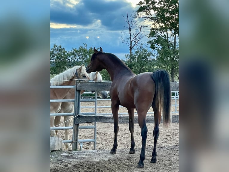 Arabian horses Gelding 2 years 14,2 hh Brown in Leutershausen