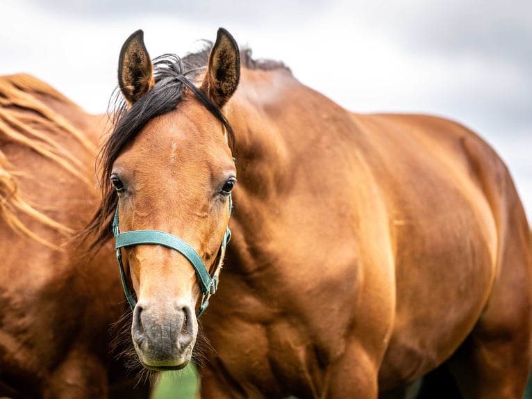 Arabian horses Gelding 2 years 14,3 hh Brown in Herzberg am Harz